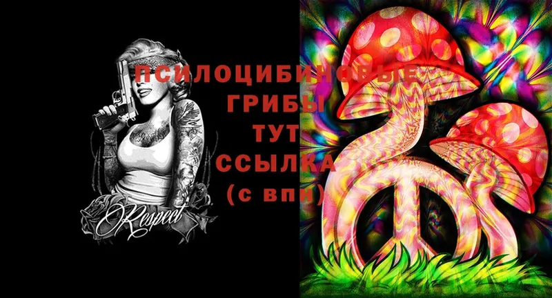 Галлюциногенные грибы Psilocybine cubensis  Копейск 